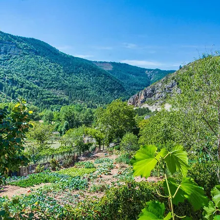 L'amandier A Blajoux Montbrun (Lozere)